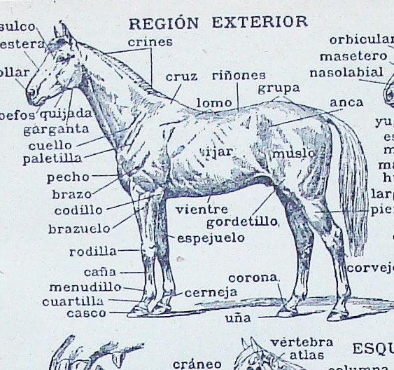 The Spanish Horse An Anatomical Lesson in by StoriesDivinations