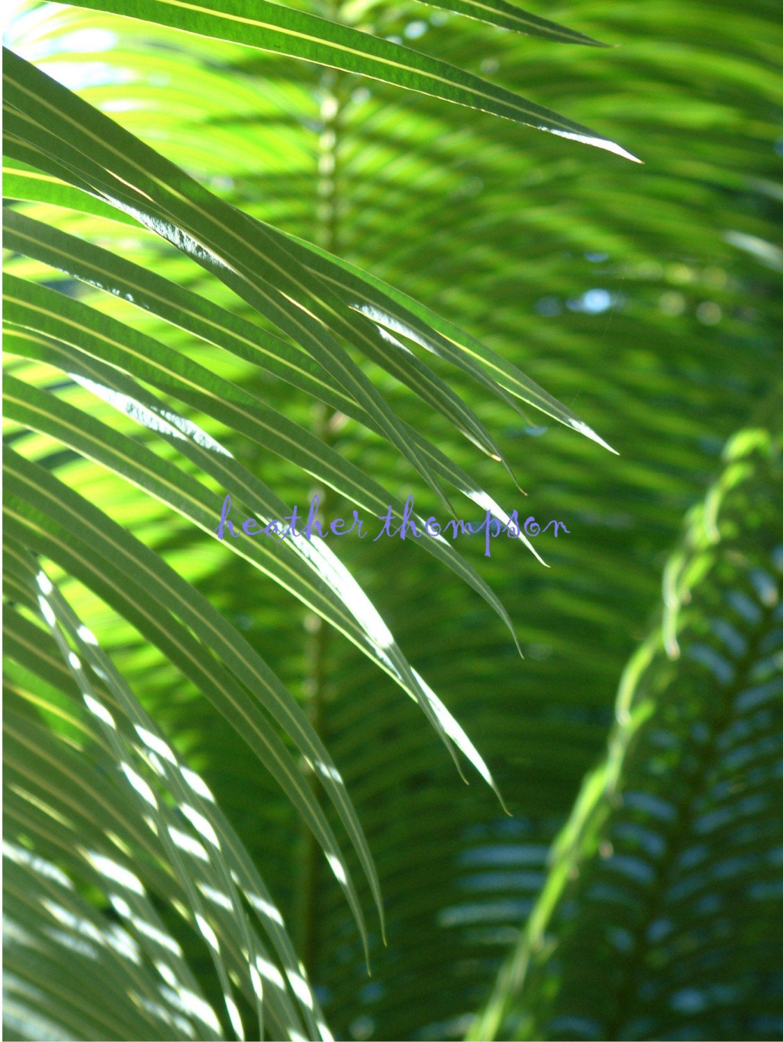 jamaican palm