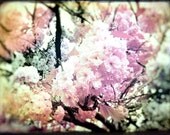 Mixed Media Fine Art Photography Print Flowers Christmas Wall Decor Gift Floral Photoshop Distressed Pink Green Gold POE Team