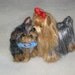 Needle Felted Yorkie Mom and Puppy Dog by Fiber Artist GERRY / the Ultimate Gift