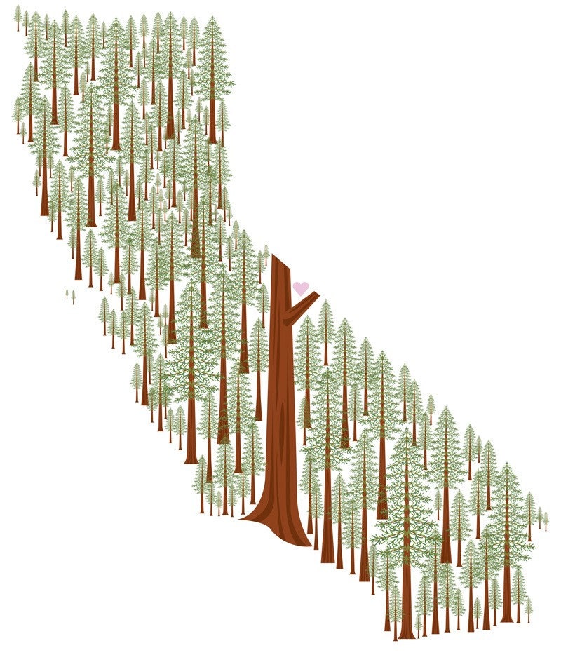 California Redwoods print
