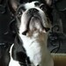 Boston Terrier Necklace