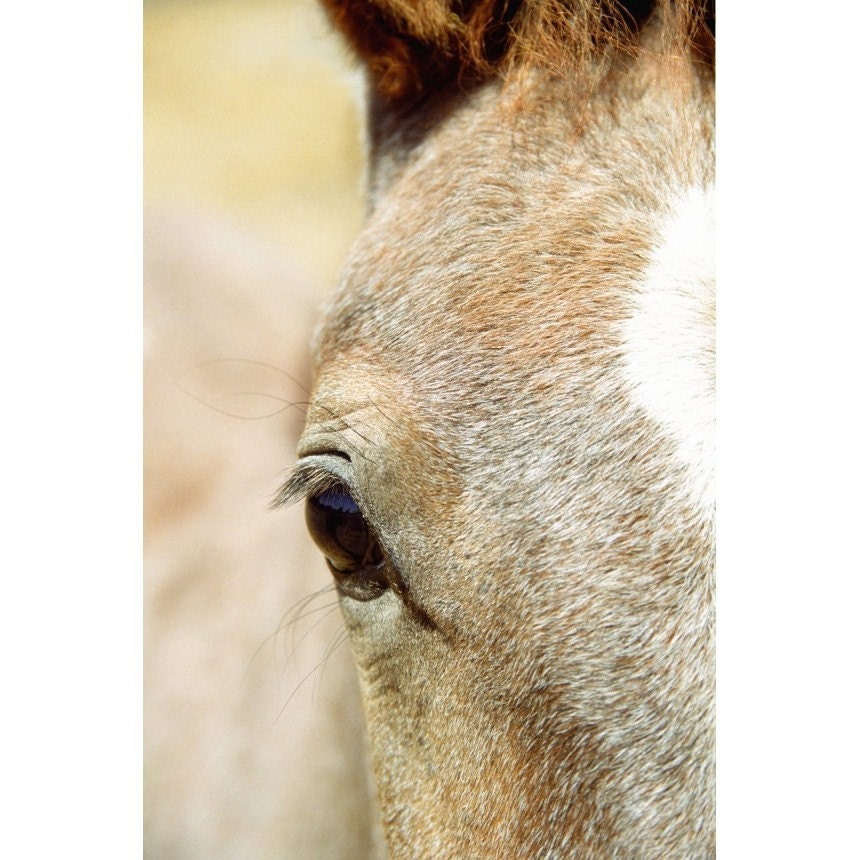 Horse Photo - Kaytee Eye - 8x12 Signed Photo