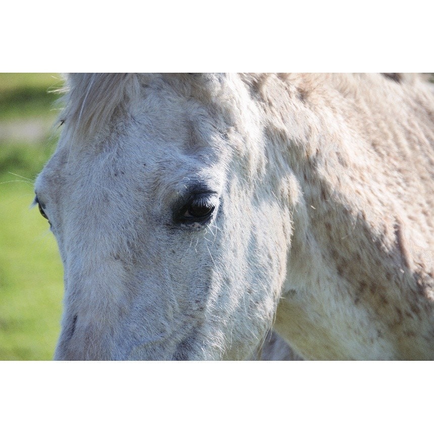 Horse Photo - Grey's Eye - 8x12 Signed Photo