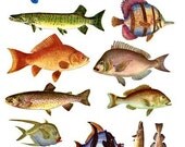 Ocean Fish fishes Digital Collage Sheet No.316