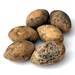 Egg Gourds 6 Jumbos for Crafting or Primitive Rustic Bowl or Basket Filler