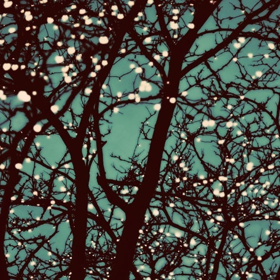 Tree Photo, Night Lights, 8x8 Print, Nature Photography ,Night Sky Tree Photo