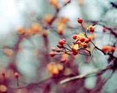 Winter Berries Photograph, Frozen Fruit, 5x7 Photo, Nature Photography, Winter Print