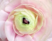 Macro Flower Photography - Ranunculus Photograph - Sherbet 5x7 Shabby Chic - romantic pink yellow flowers print