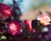 Rose Photograph, Promise 5x7 Print, Flower Garden Photo, Romantic, Nature Photography