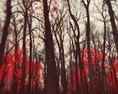 Nature Photography, The Red Forest, 5x7 Photo, Dramatic Autumn Leaves, Dark Woods
