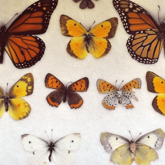 Butterfly Photograph, Specimin, 5x5 Print,   Natural Butterflies Photo, Orange, Yellow