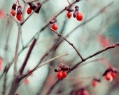 Nature Photography, December Dream, Winter, Red Berries, Icy Blue, 5x5 Photo