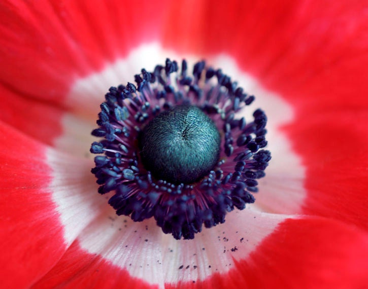 Macro Flower Photograph,Red Anemone, 8x10 Print, Nature Photography