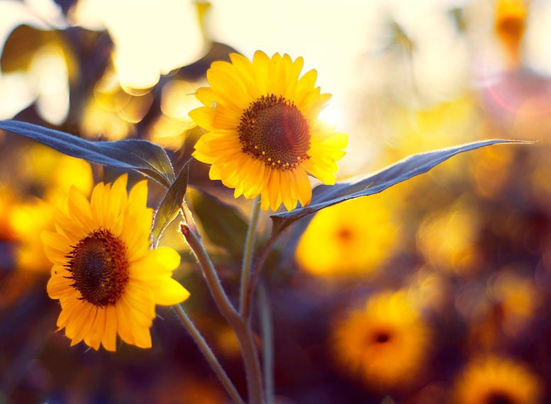 Sunflower Photo, Warmth of the Sun, 7x10 Photograph, Autumn Yellow Flowers