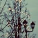 Tree Photograph, Nature Photography, Winter Lights, 5x5 Print, Bare Branches, Magical, Fairy Lights, Teal Blue, Night Sky
