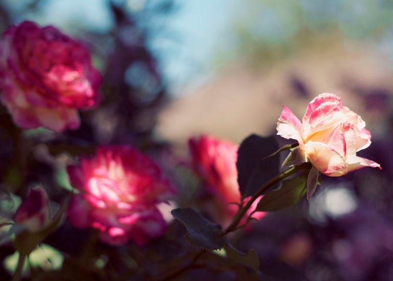 Rose Photograph, Promise 5x7 Print, Flower Garden Photo, Romantic, Nature Photography
