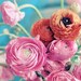 Still Life Photograph, Ranunculus Bouquet, 5x7 Print, Shabby Chic , Fine Art Photo, Flower Photography