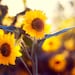 Sunflower Photo, Warmth of the Sun, 7x10 Photograph, Autumn Yellow Flowers