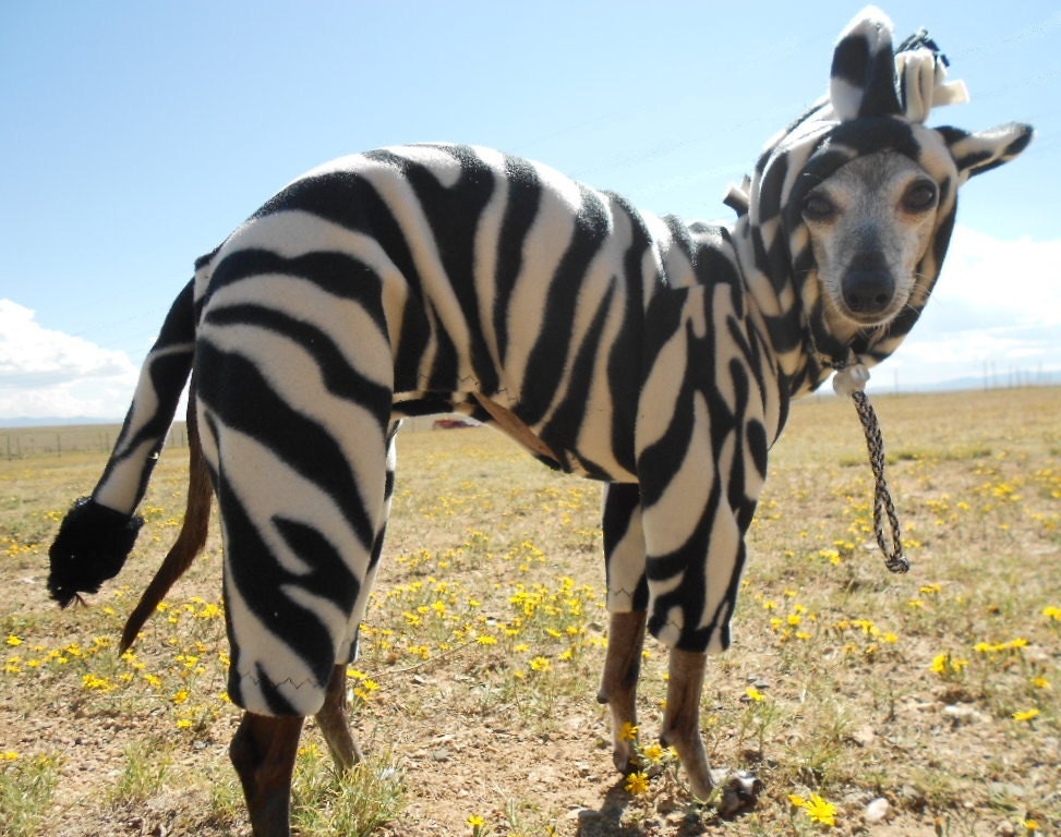 Zebra Dog Jungle Jammies Comfortable Pet Costume size LARGE 16-20 pound dog-Italian greyhound