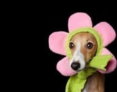 Flower Dog Hat Bloomin Hatz4Brats Featured on Cute Overload