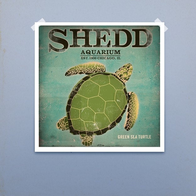 Shedd Aquarium Green Sea Turtle graphic illustration giclee archival artist's print 12 x 12 by gemini studio