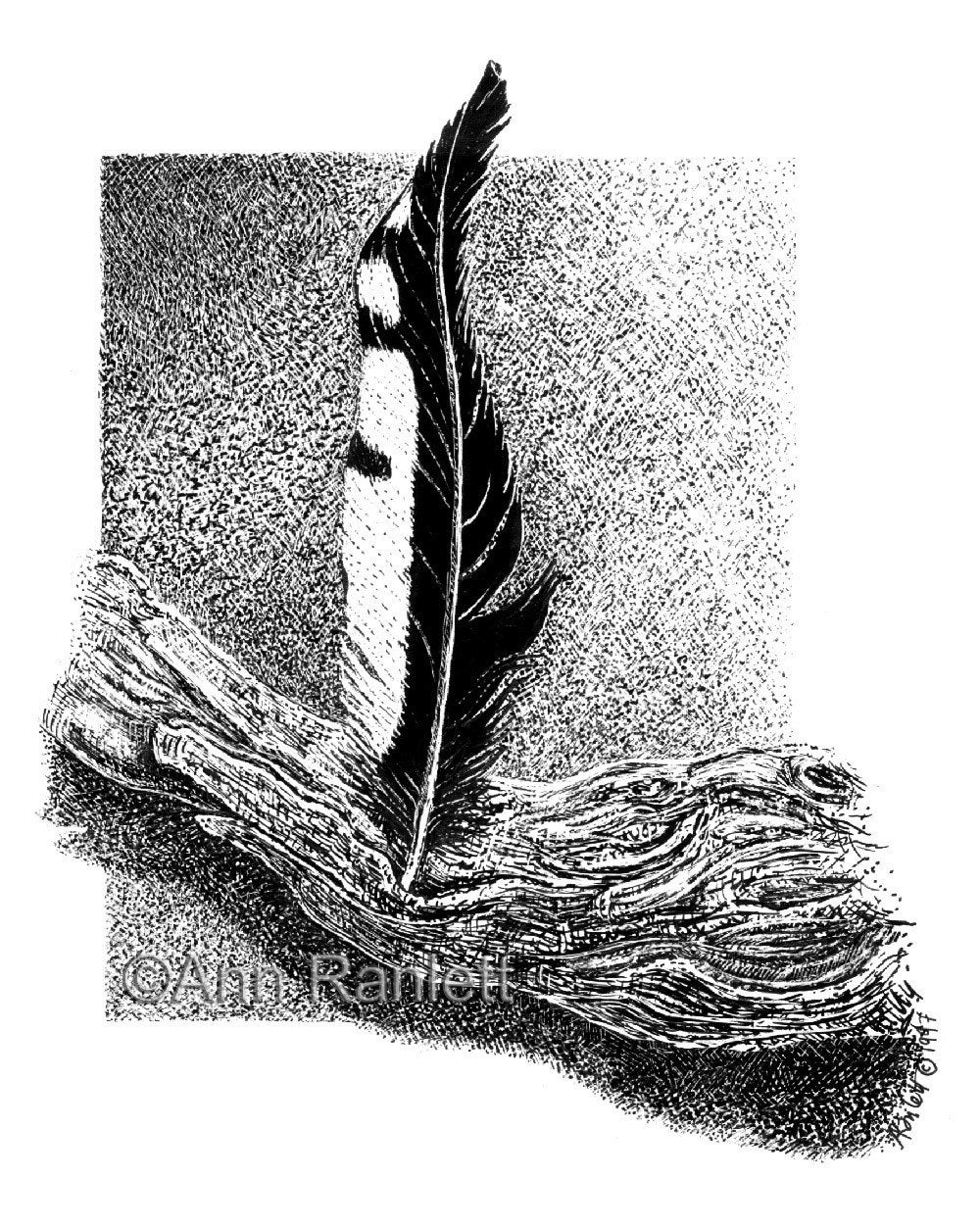 Feather and Driftwood - Original Ink on Scratchboard Drawing - Matted to 8 x 10 - Ranlett