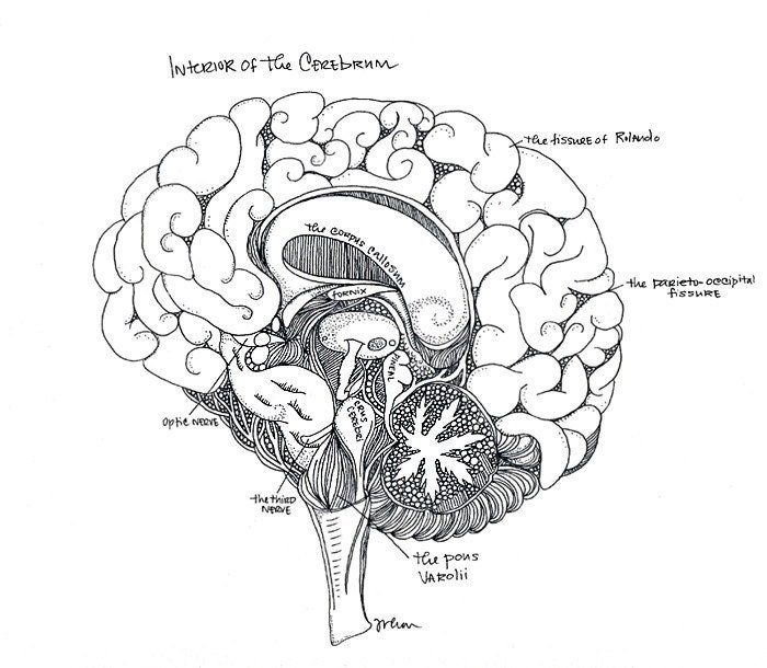 ANATOMICA Series (Cerebrum) Art Print