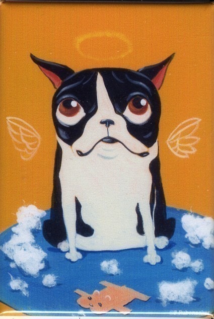 Boston Terrier de-stuffing a toy magnet
