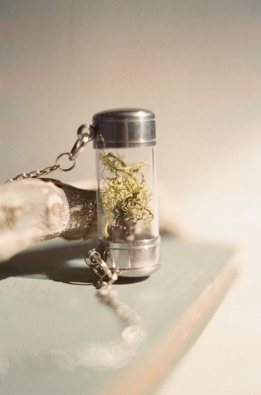 Lichen specimen shadowbox necklace.