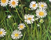 Daisies (print)