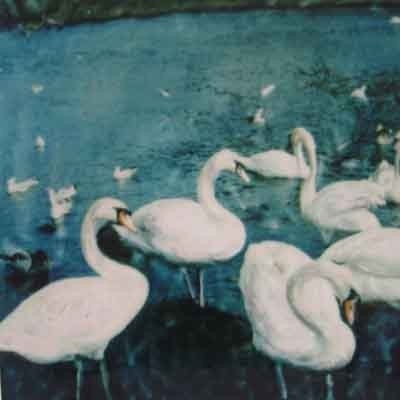 Swan Photograph - The Queen's Swans ( Edinburgh) - Signed Fine Art Photograph
