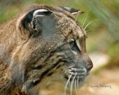 animal photography   Nature photographs Bobcat Beauty