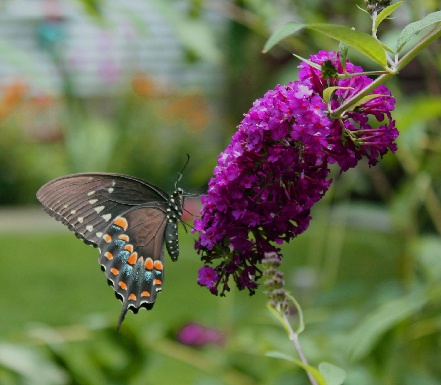 Nature photographs  butterfly bush  garden wonders butterfly beauty - WildFeatherStudio