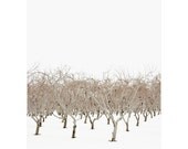 Winter Landscape Photography - Winter, Tree, Snow, Orchard, Neutral Brown, Christmas Decor, Minimalist Art - Latent Beauty 8x10
