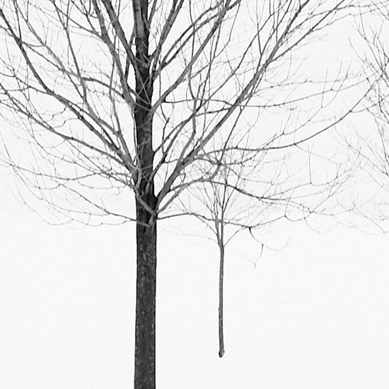 Elviage Pearl - Peaceful Tree Photograph - 5x7 inches