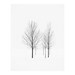 Elviage Pearl - Peaceful Tree Photograph - 5x7 inches