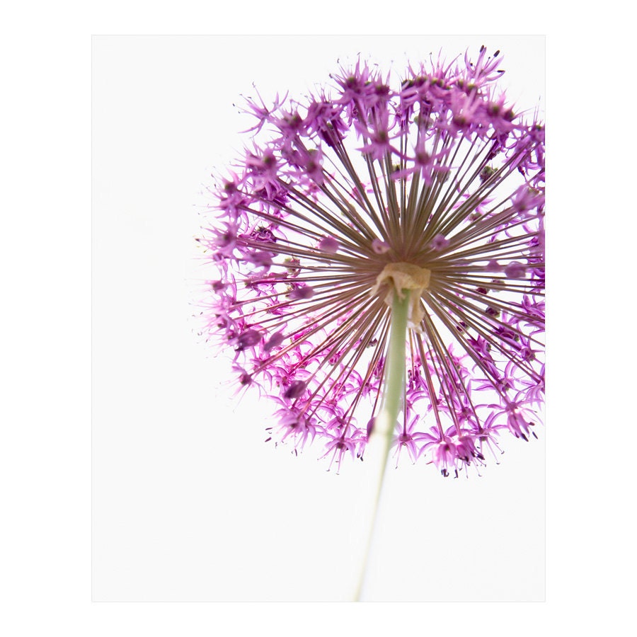 SPECIAL DEAL - Purple Flower, 8x10 photograph - Flower photography, nature photography, purple allium, spring, summer, SALE