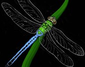 ACEO Dragonfly Art Print