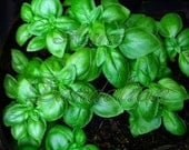 Heirloom Sweet Italian Basil Herb