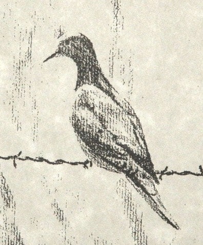 Dove Stationery