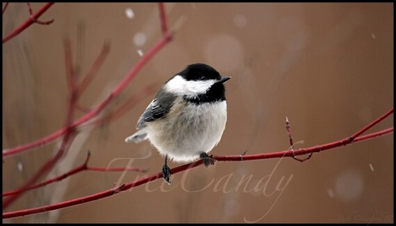 Chickadee in the Snow
