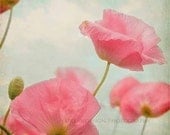Red Poppy Flowers Photography, shabby chic vintage wall art, baby nursery, floral home decor photo, vintage inspired print - 8x8