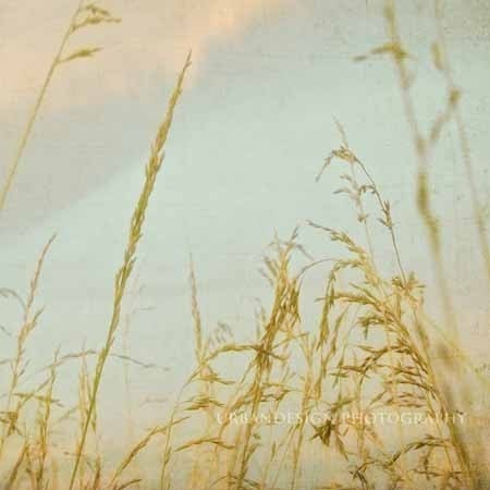 Tall Field Grass Photograph, blue gold wall art, home decor, harverst time - 8x8
