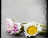 Modern Daisy Macro Photography, yellow black gray wall art, vintage inspired home decor, baby nursery - 8x12