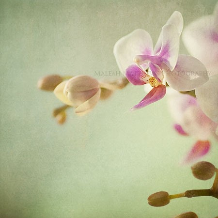 Phalaenopsis Orchid Flower Photography, green shabby chic wall art, floral home decor white pink - 8x8