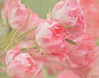 Pink Rose Photography, shabby chic vintage inspired, wall art, miniture flower photo, baby nursery, spring - 8x8