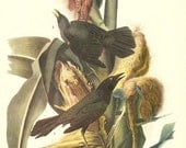 Old 1937 JOHN JAMES AUDUBON The Birds Of America Book Plate Purple Grackle (7)