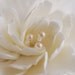 Made To Order - Couture Clay - Whitish-Ivory Peony Hair flower with Silver wired Swarovski Pearls and Seed Beads with Feathers