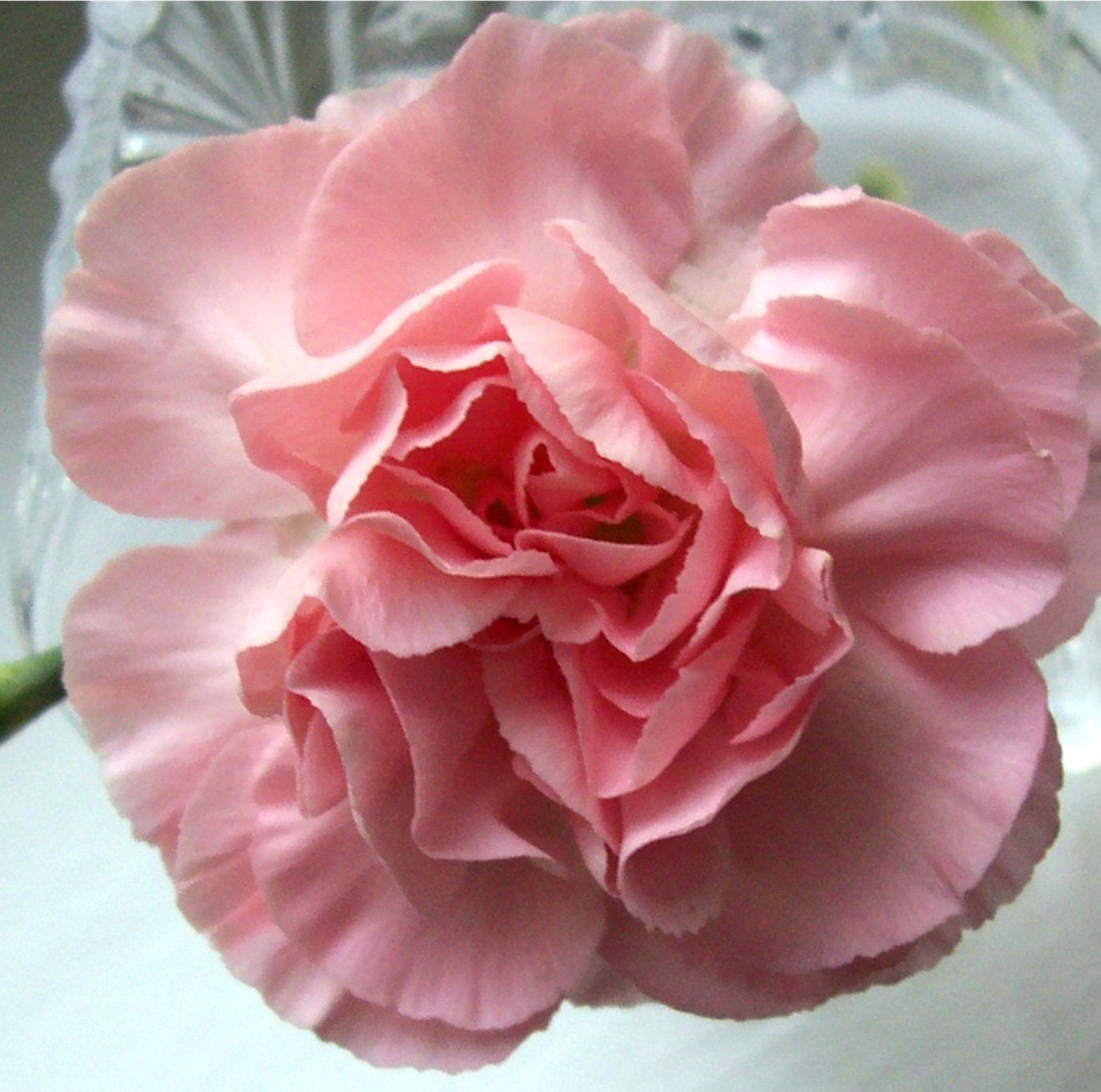 Photo. Pink Carnation. 6x6. Flower in Vase Closeup.